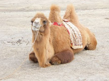 Furry Camel