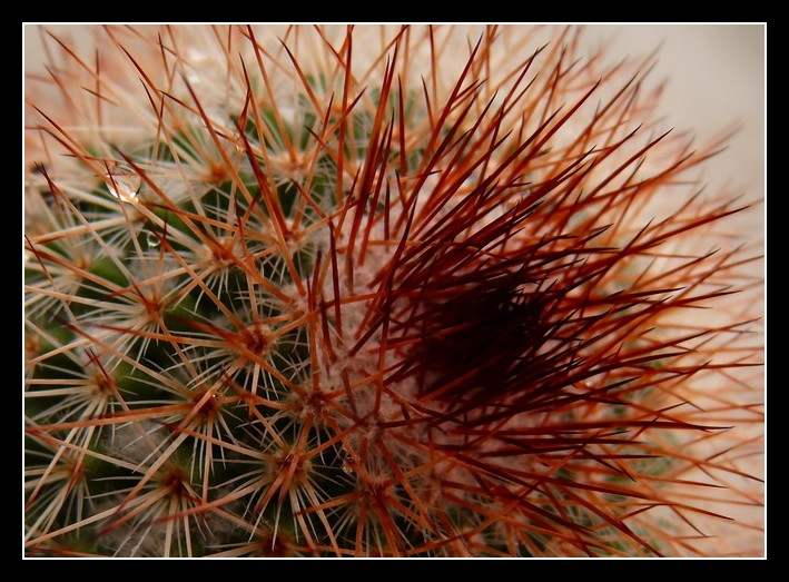 [cactus.jpg]