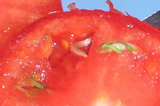 [2008+Tomato+Sprouting+003.jpg]