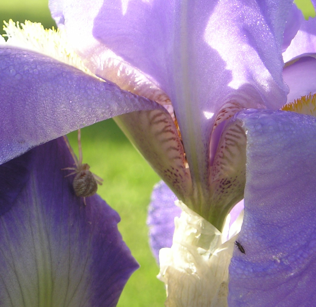 [2008+Iris+and+a+Spider+003.jpg]