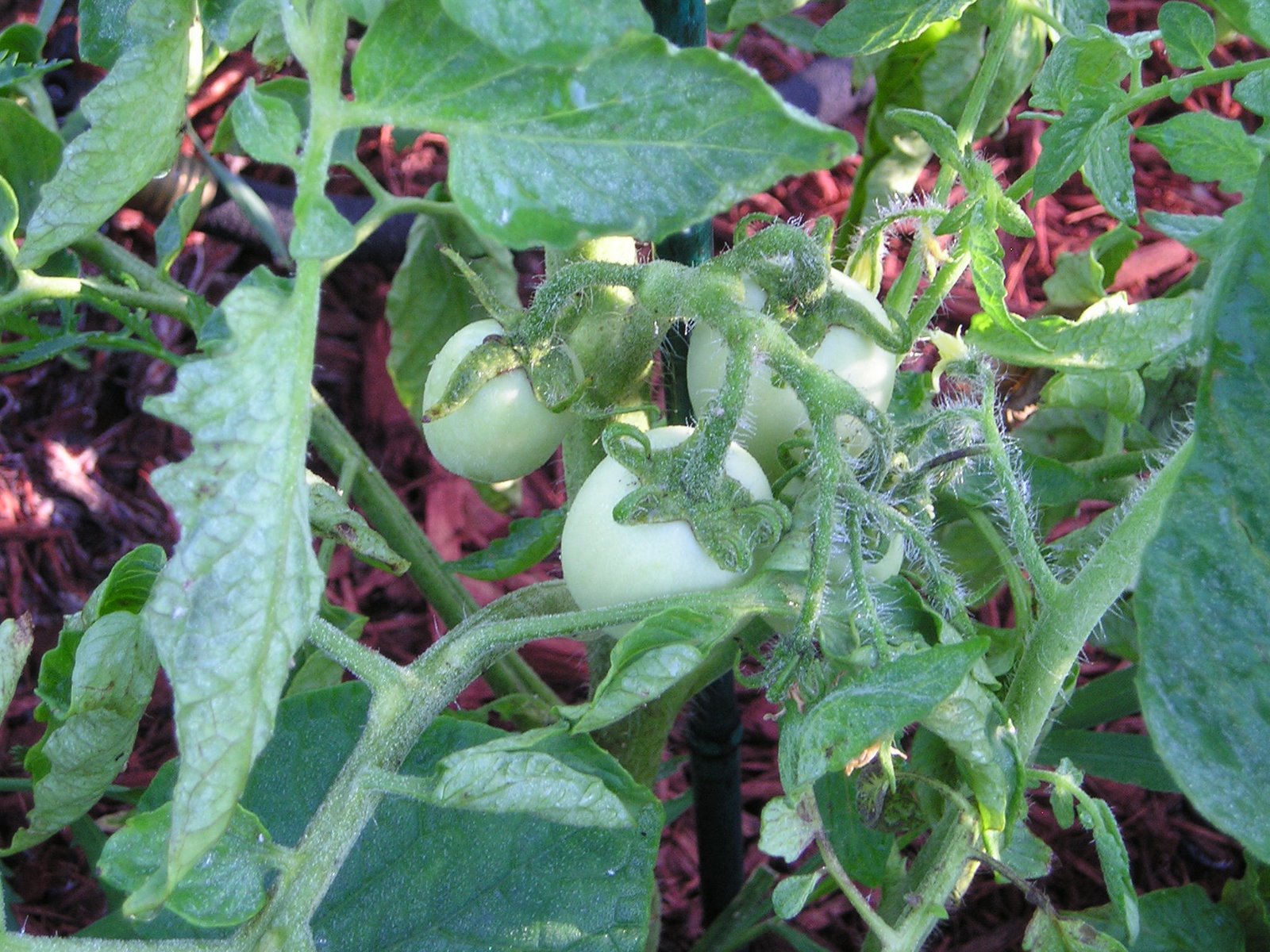 [Tomatoes+6-2008.jpg]