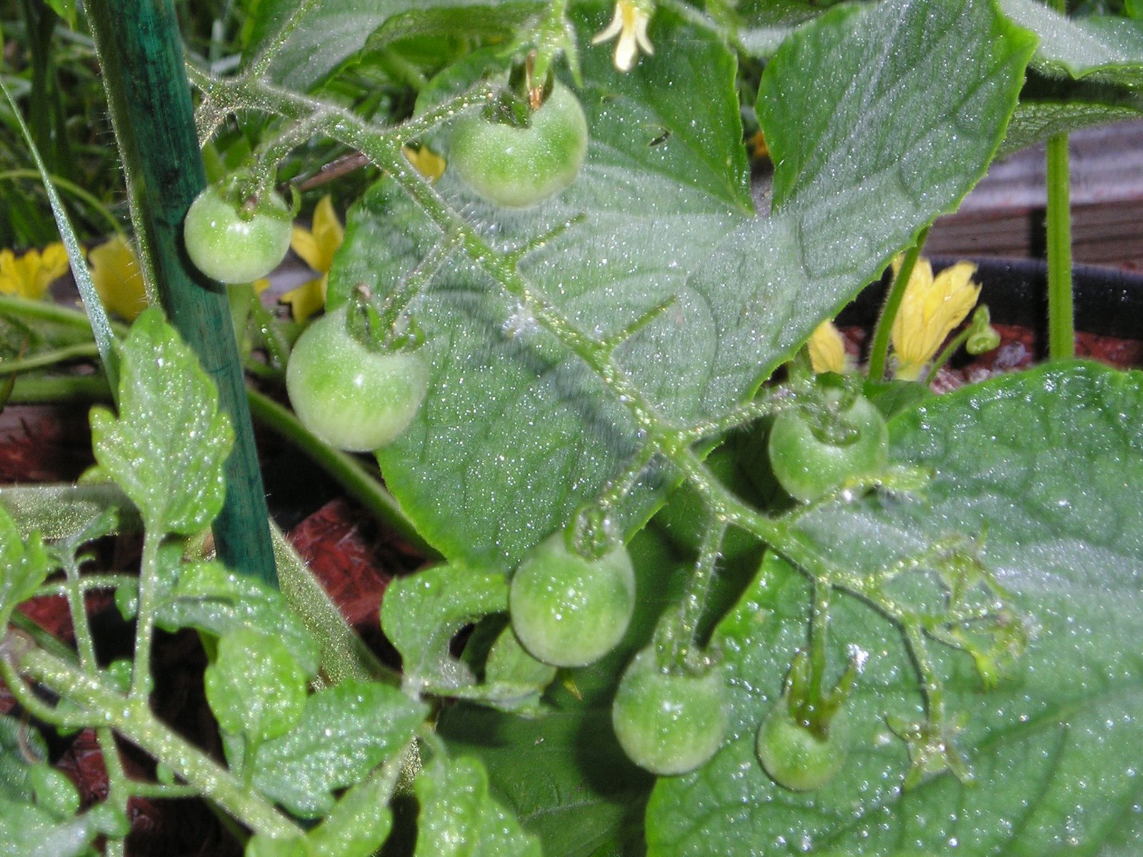 [Tomatoes+6-2008+002.jpg]