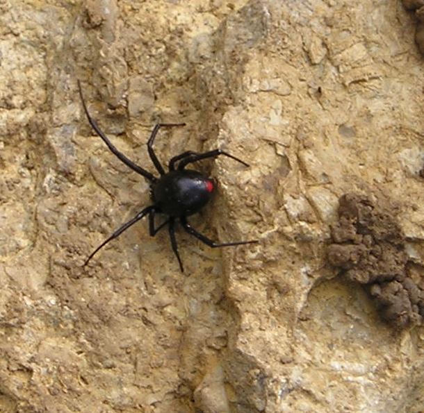 [Black+Widow+Spider+(4).jpg]