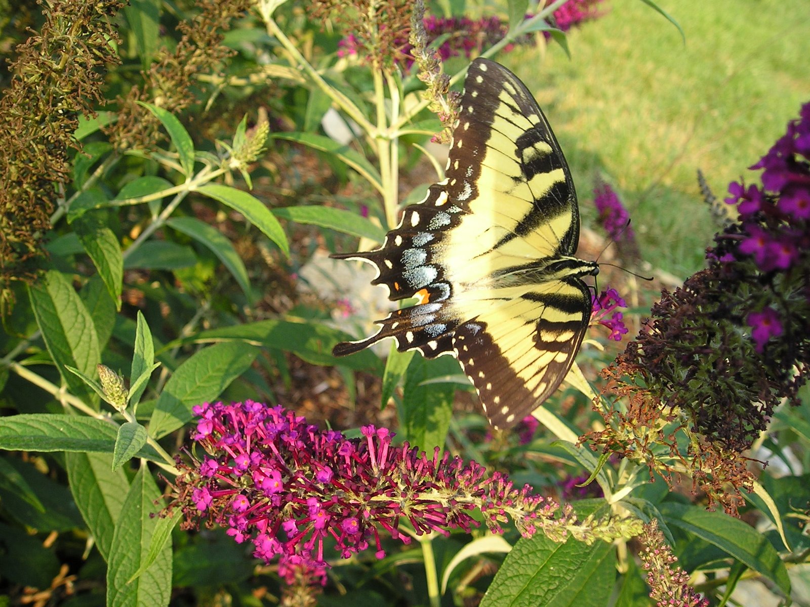 [Tiger+Swallowtail++Butterfly+7-2008+005.jpg]