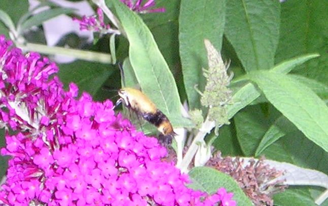 [Bumblebee+Moth+7-2008.jpg]