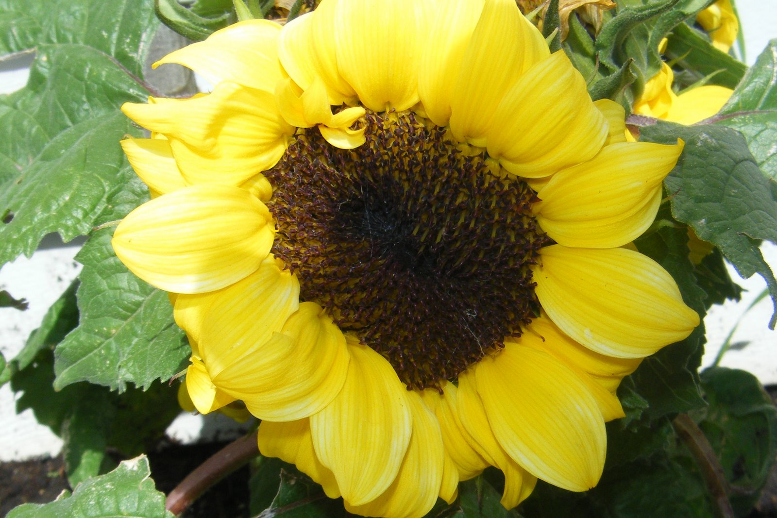 [Sunflower+3.jpg]