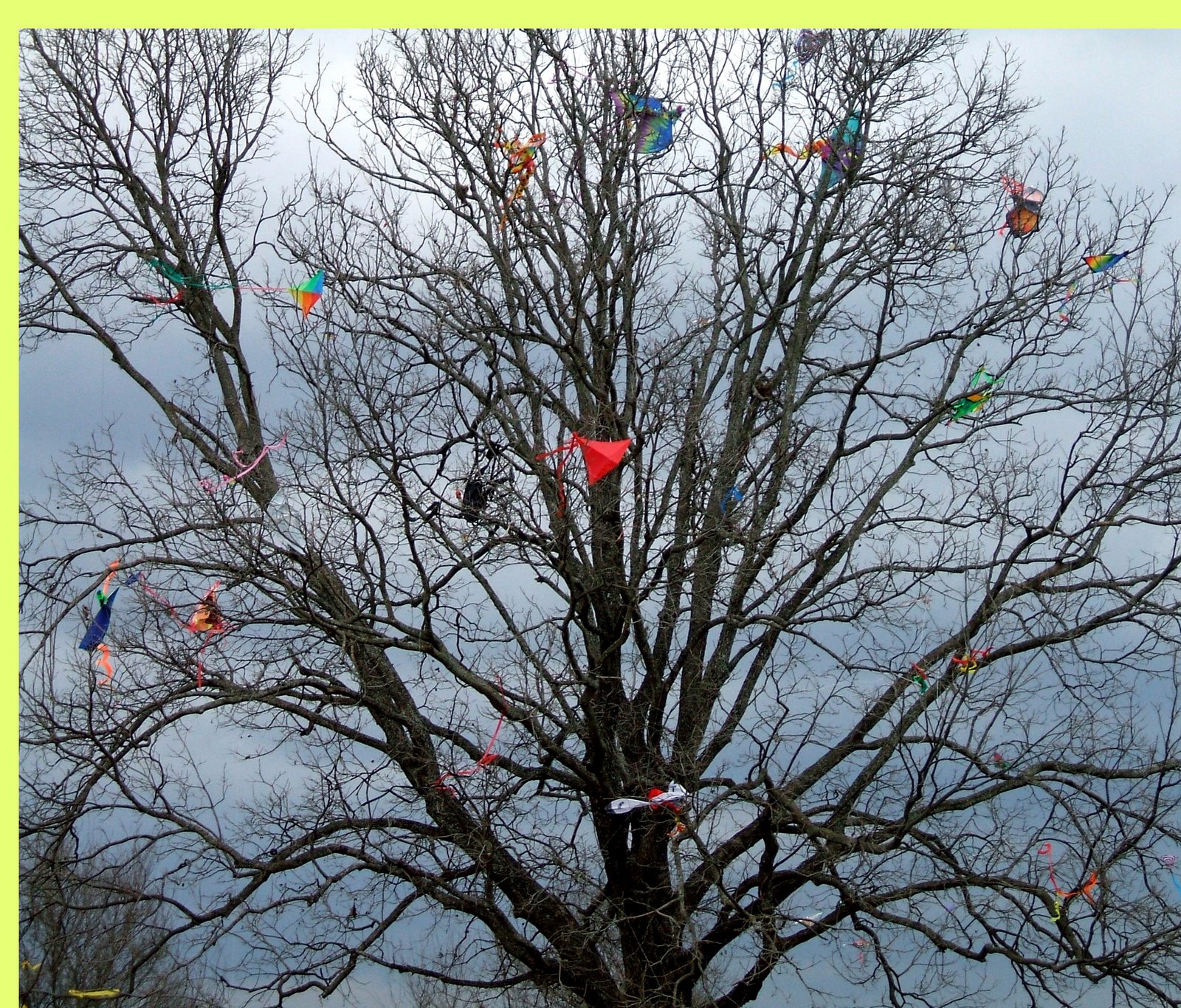 [kite+tree+enhanced+by+jess.jpg]
