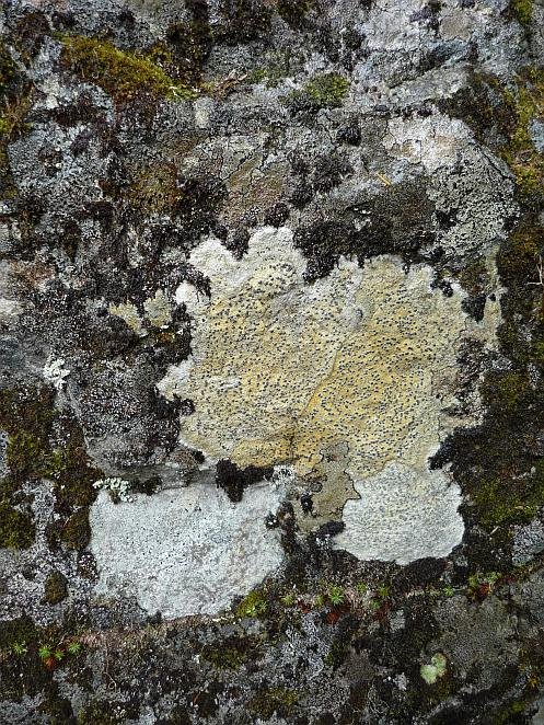 [Lichens.jpg]