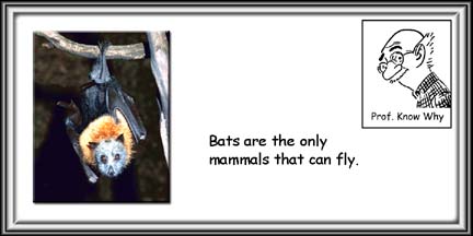 [Bats+hanging+upside+down.jpg]