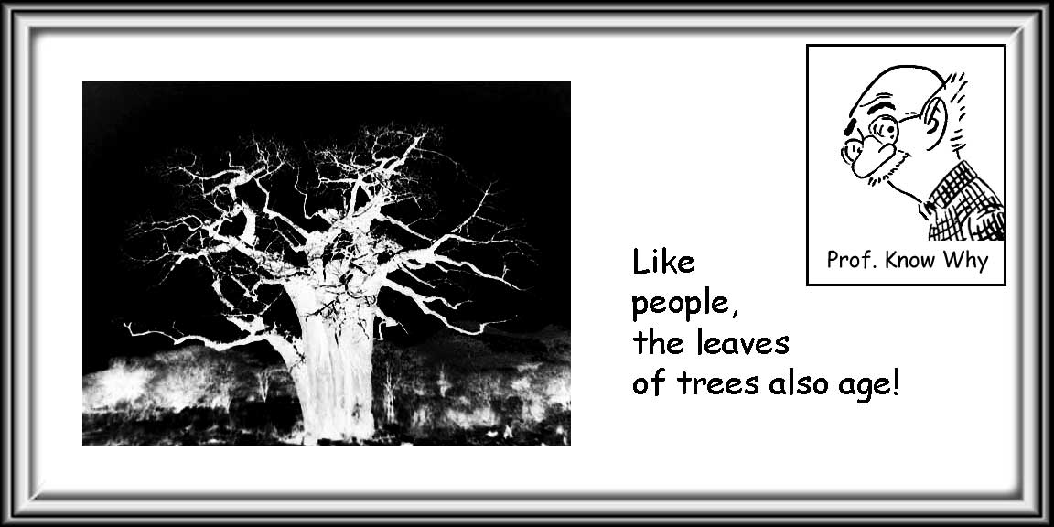 [Trees-shed-leaves.jpg]