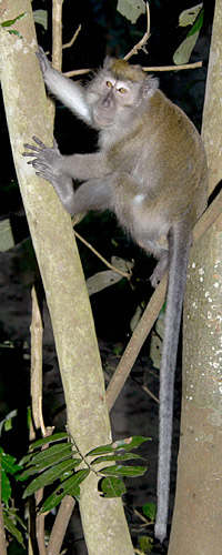 [long-tailed-macaque_0138a_200x500.jpg]