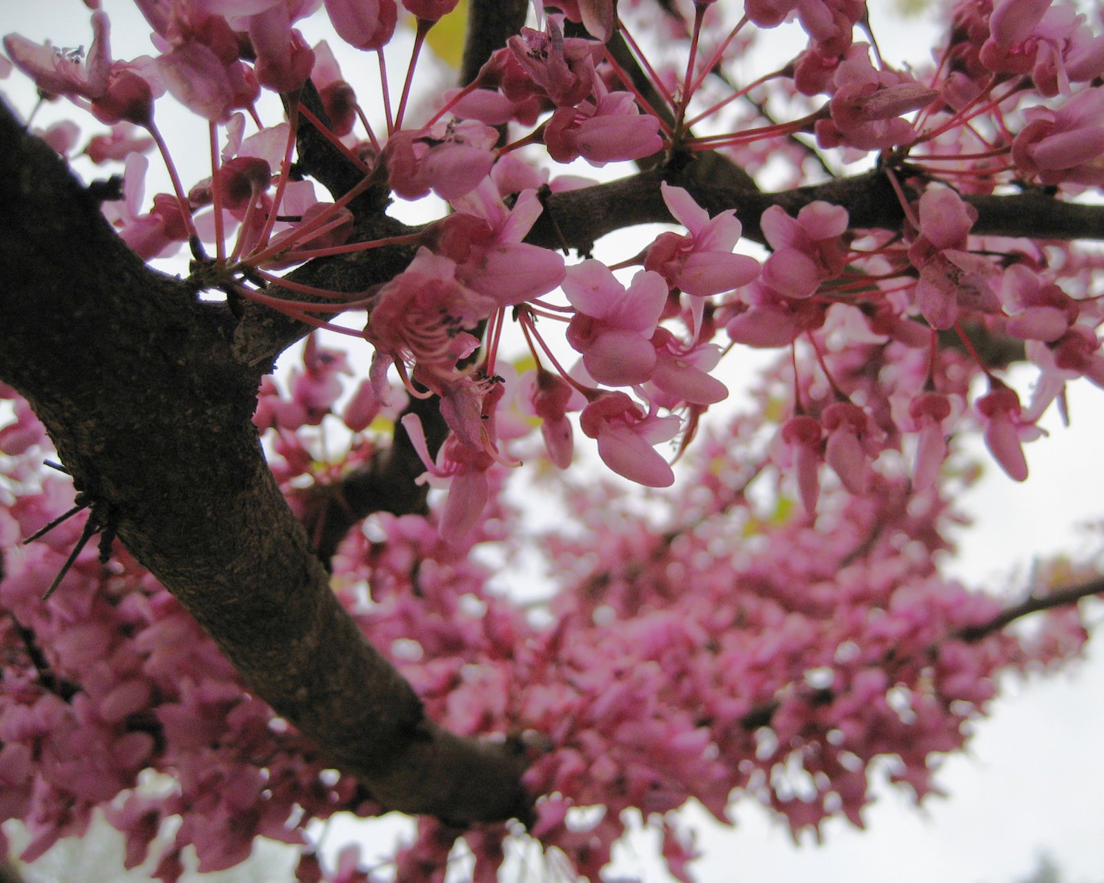 [spring+blossoms.jpg]
