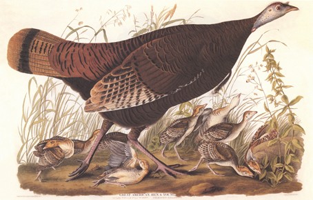 [turkey-audubon-female.jpg]