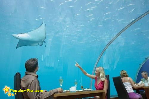 [underwater-restaurant-6.jpg]