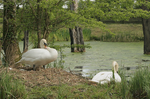 Swans and nest