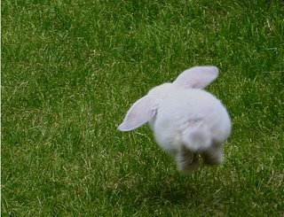 [bunny-hop.jpg]