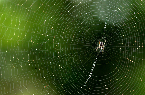 [spider+web.jpg]