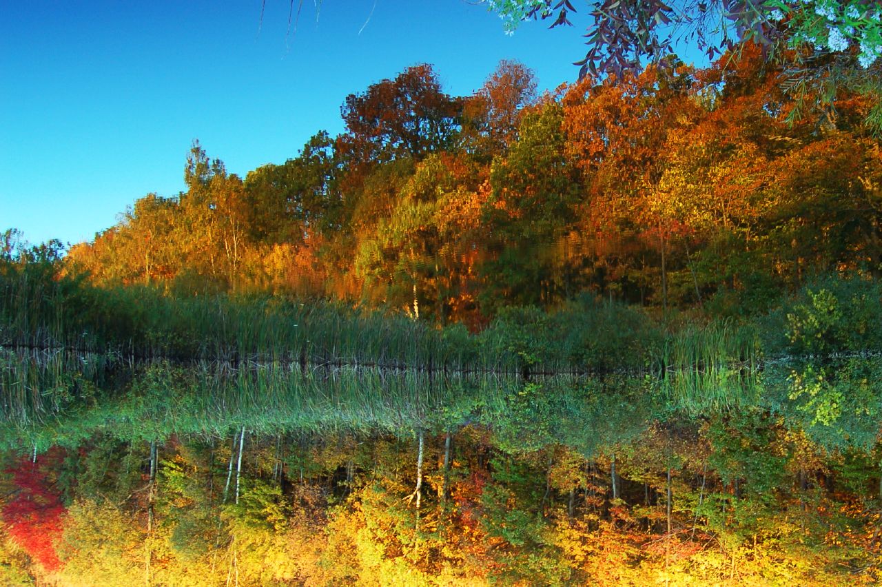 [autumn+reflected+in+the+marsh.jpg]