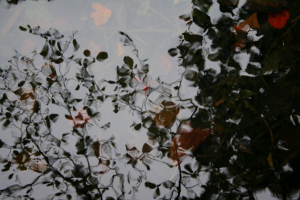 [autumn+reflections.jpg]