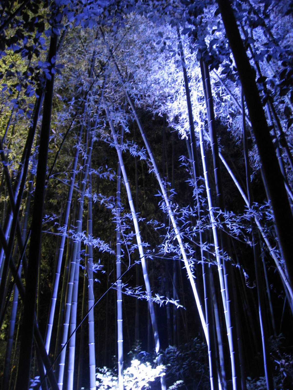 [arashiyamahanatoro_6969.jpg]