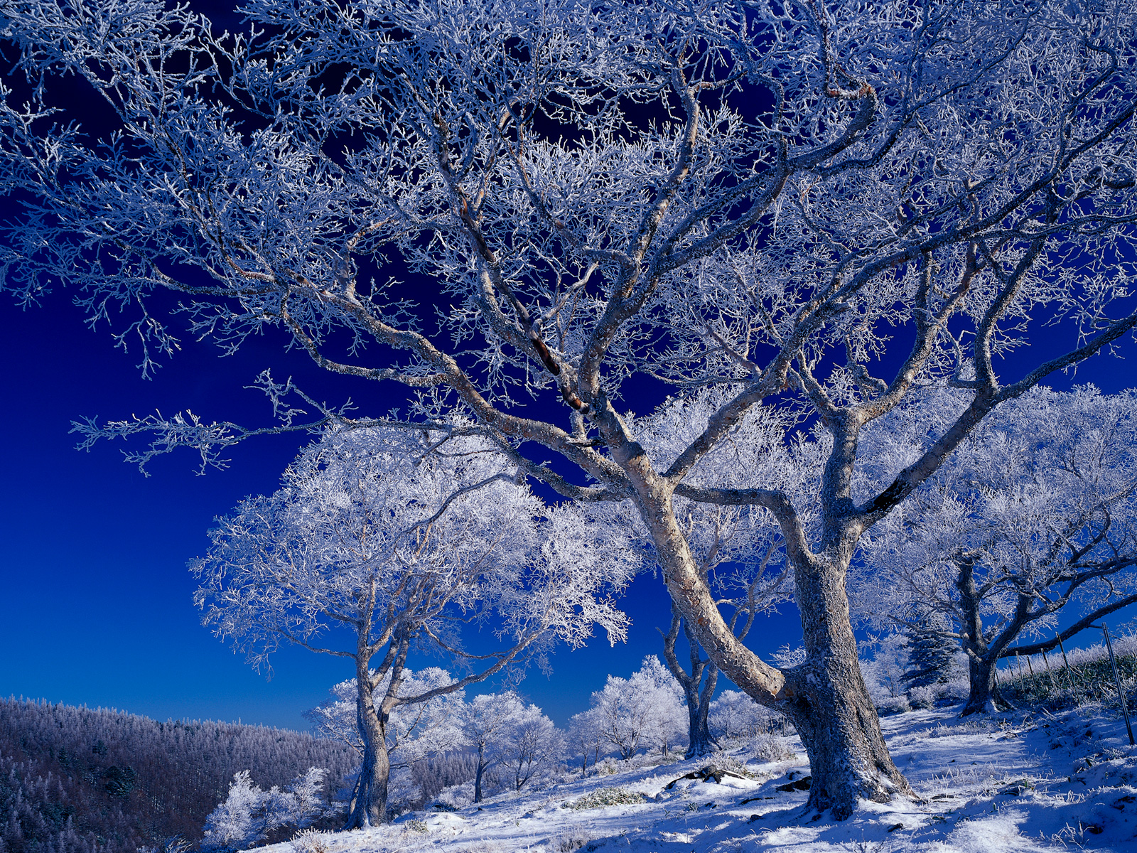 [Frozen-Winter-Tress.jpg]