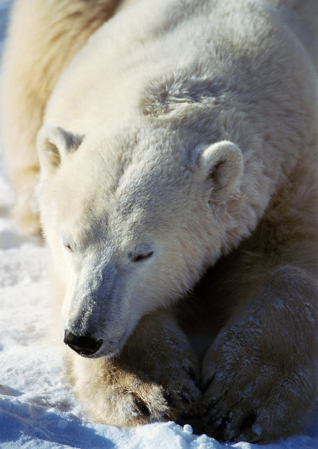 [Polar-Bear-nap-time.jpg]