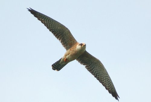 [Red-footed+Falcon+Pugneys+10th+May+4.jpg]