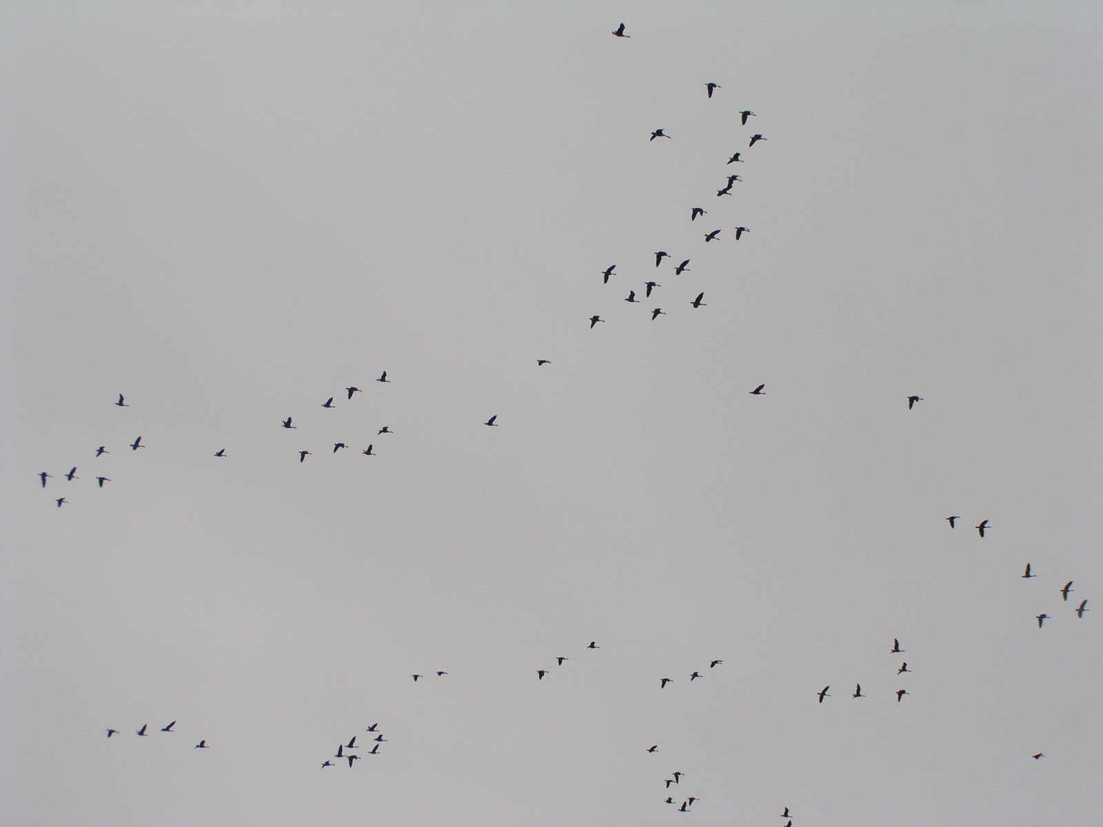 [geese+002.jpg]