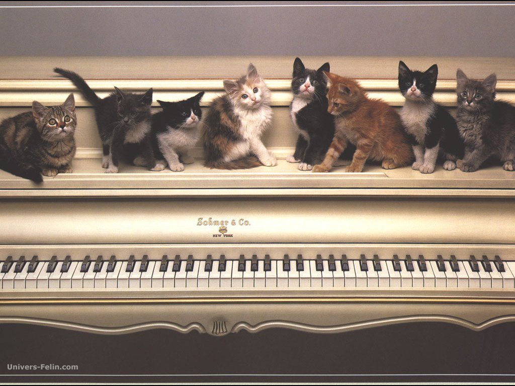 [real_chatons_piano_musique.jpg]