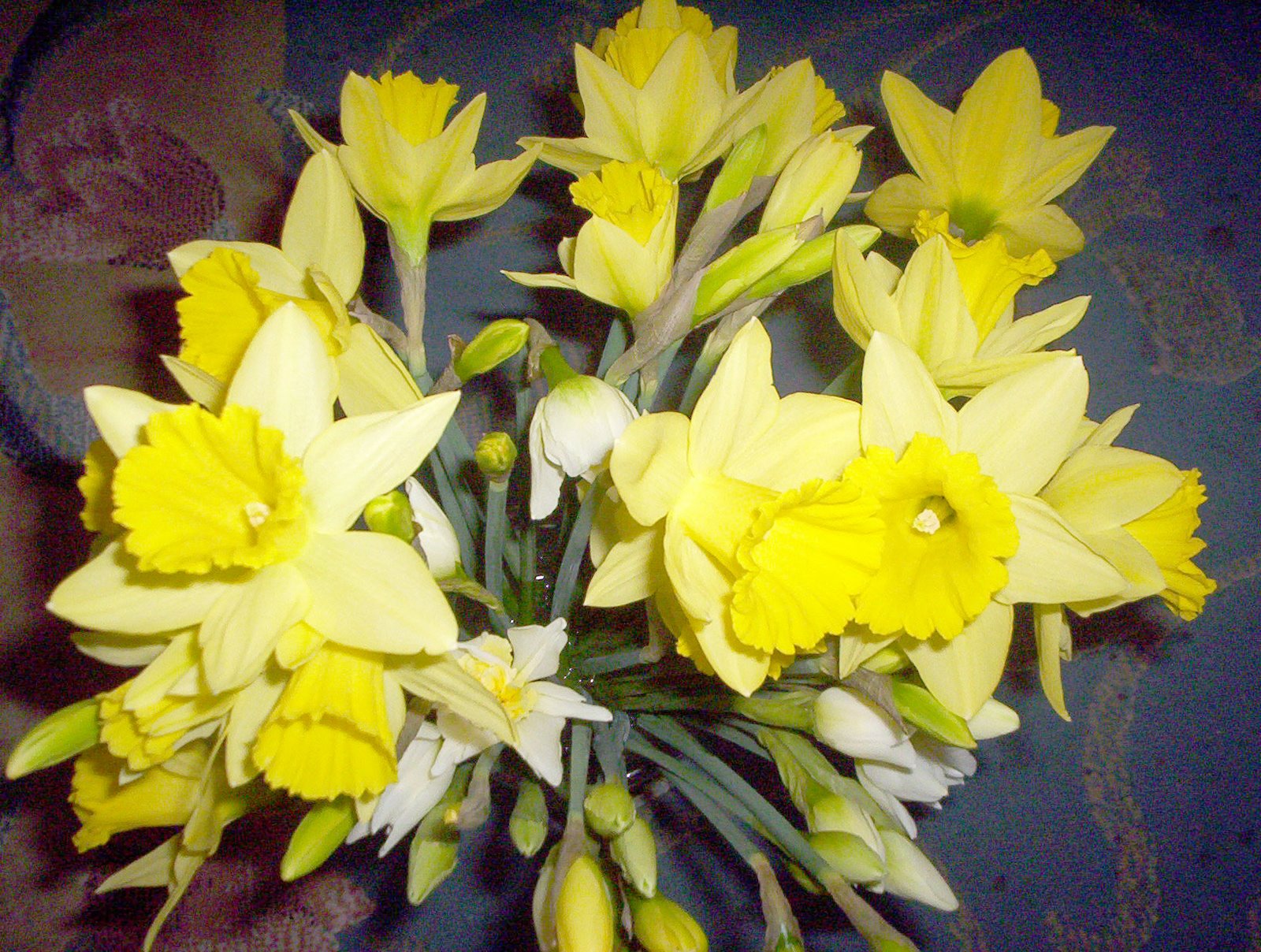 [xx-18-Feb-Daffodils.jpg]