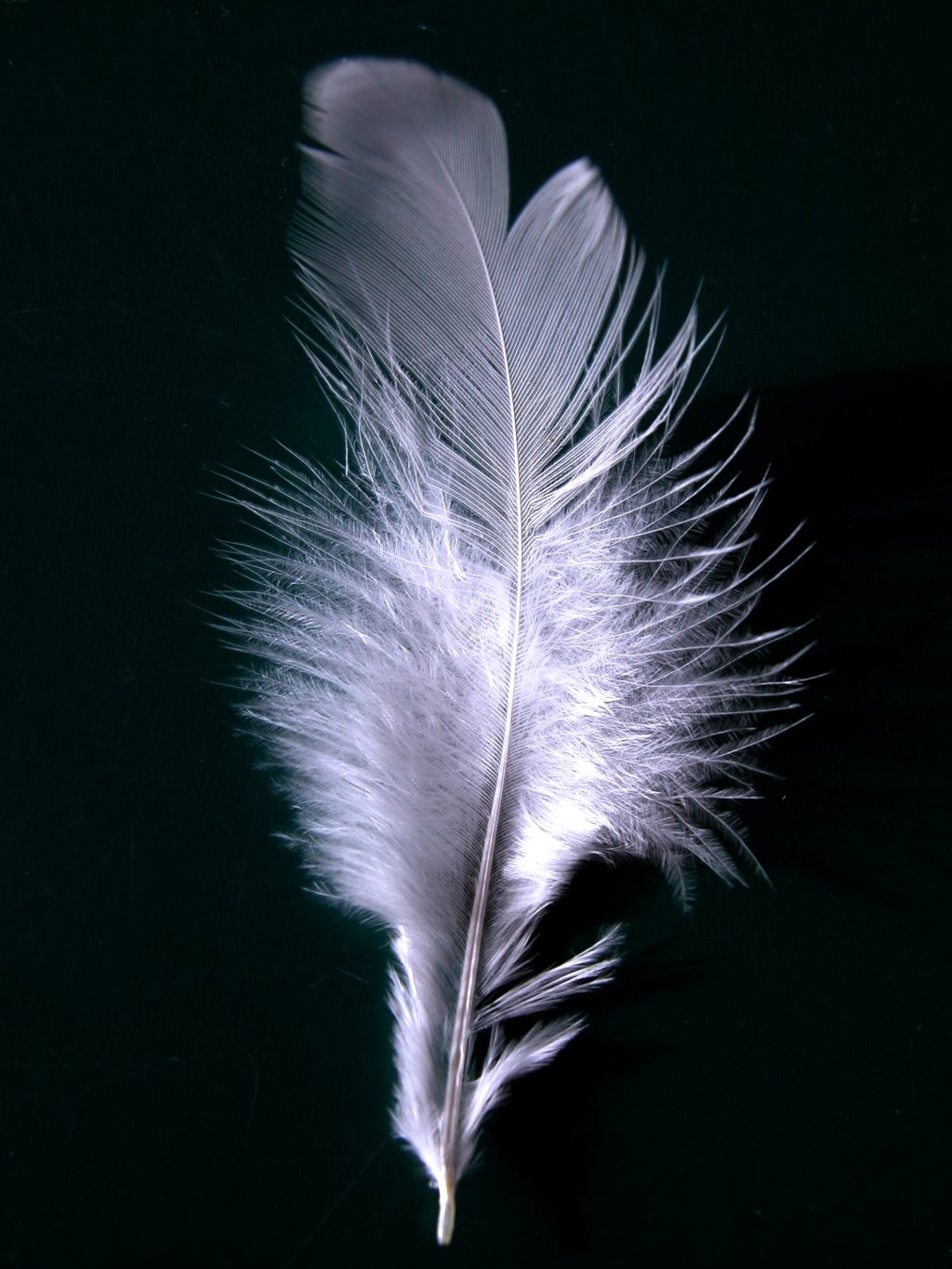[single+white+feather.jpg]