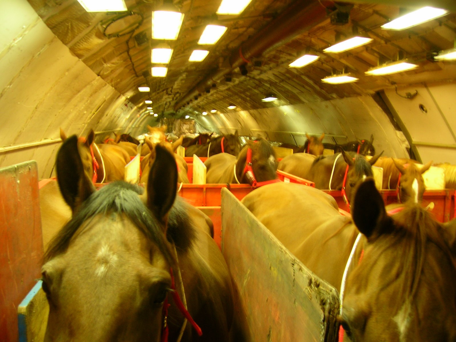 [horses+in+cargo+002.jpg]