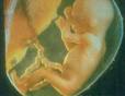 [embryo.jpg]