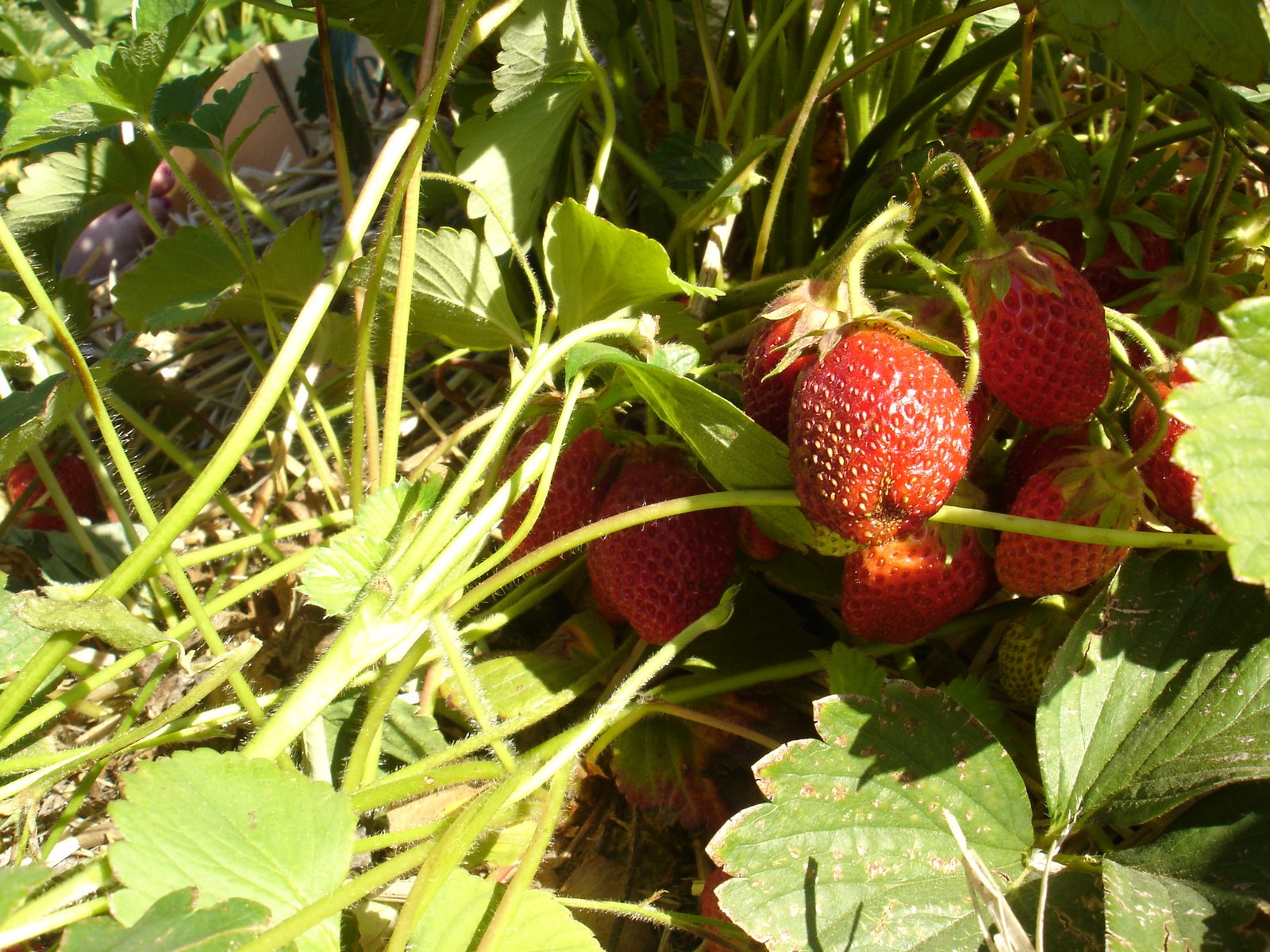 [strawberries6.JPG]
