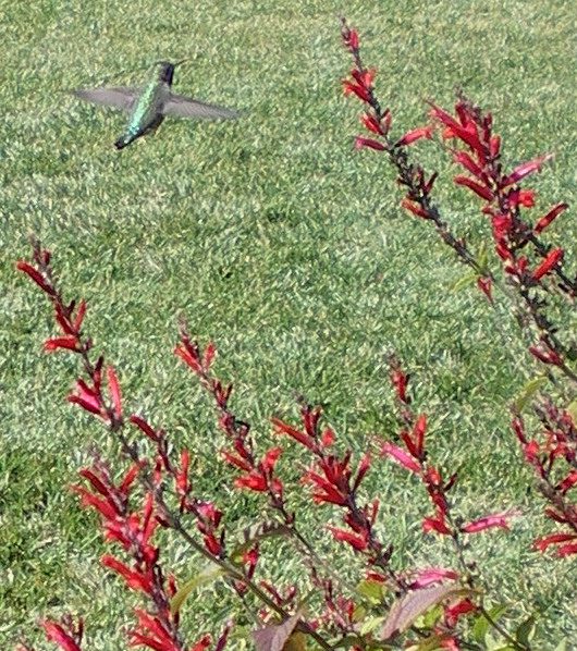 [hummingbird3.jpg]