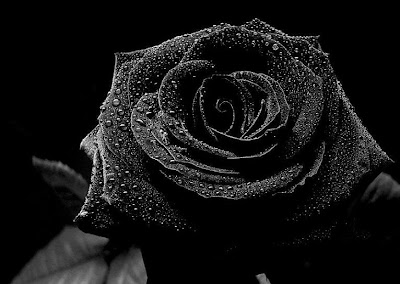 Daubmir's Rose Noire