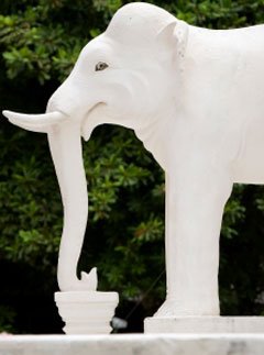 [white+elephant.bmp]