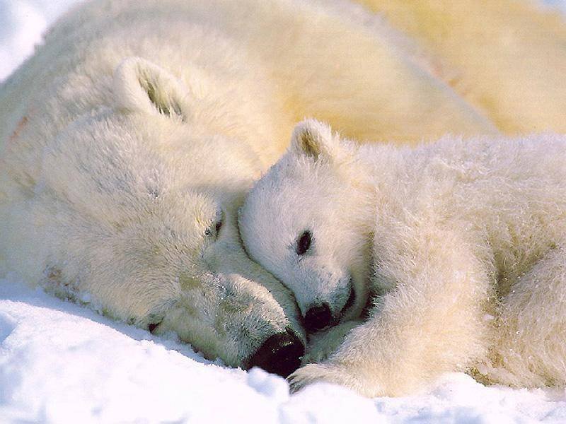 [polar+bear+love.bmp]