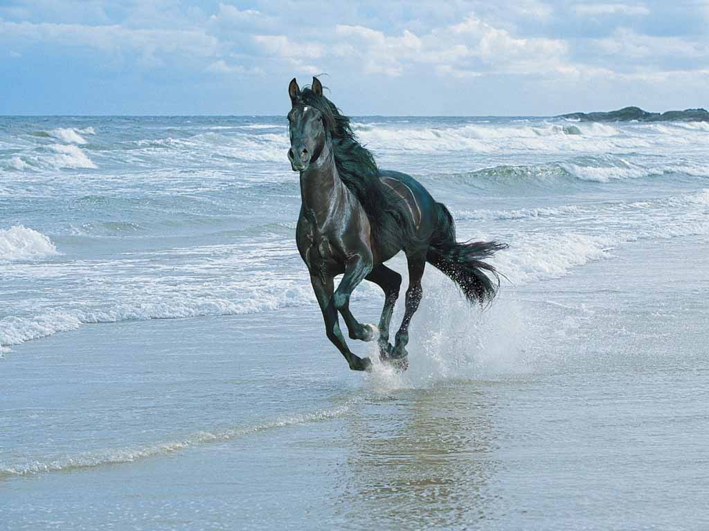 [horse-beach.jpg]