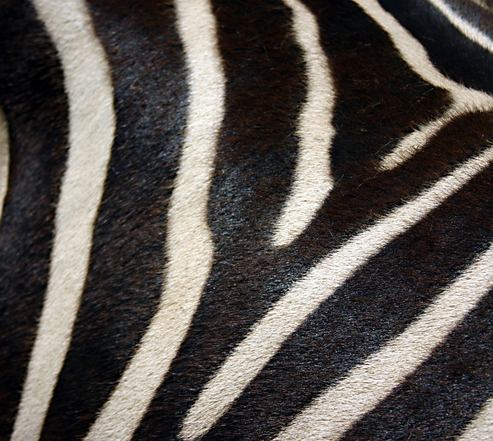 [zebra+fur.jpg]