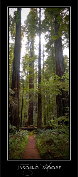 [gallery_redwoods.jpg]