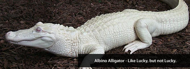 [alligator.JPG]