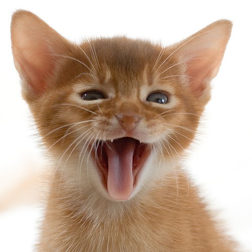 [yawning+kitty.jpg]