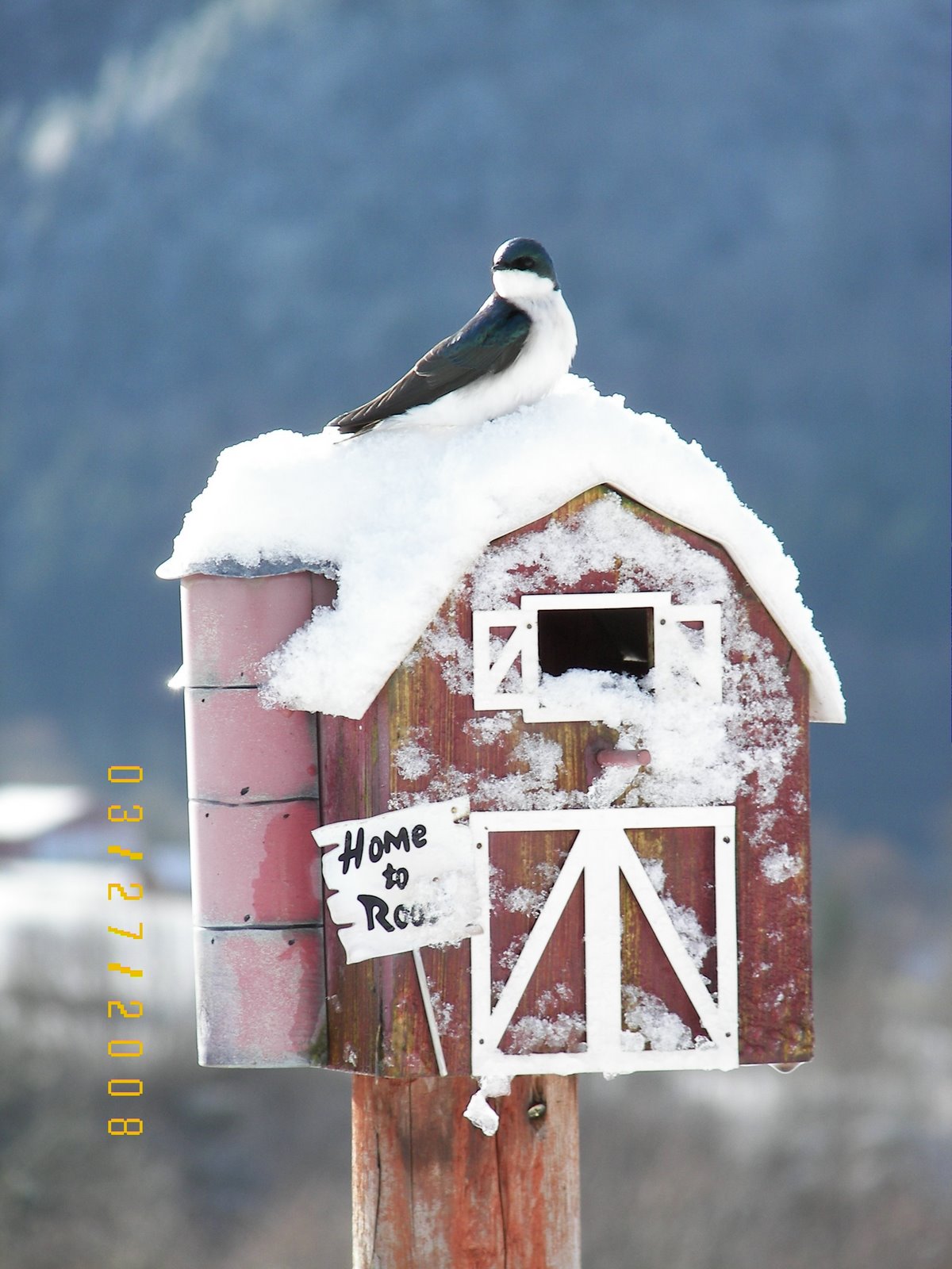 [best+bird+on+barn.JPG]