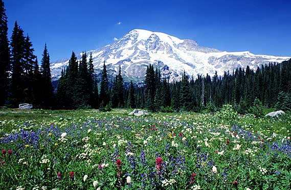 [mountain+with+flowers.jpg]