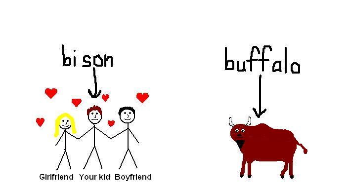[buffalo+bison.JPG]