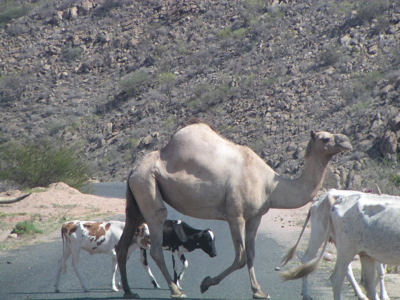 Camelos e bois