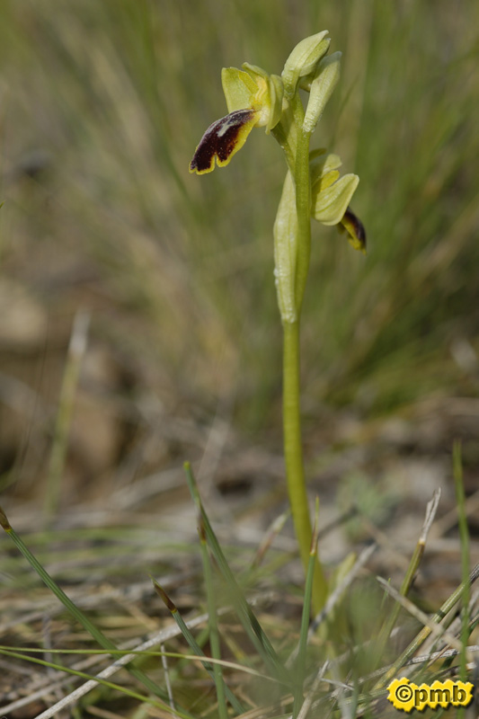 [Ophrys_bilunulata_2264.jpg]