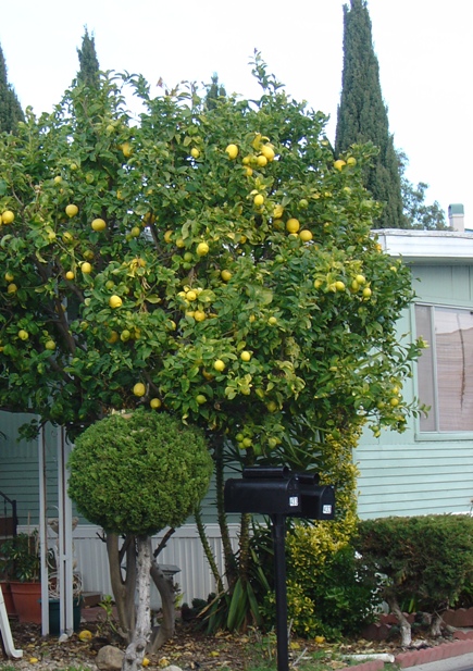 [Lemon+Tree.jpg]