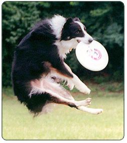 [dog+playing+frisbee.jpg]